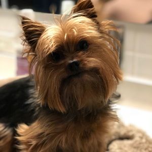 SORRY NOT FOR SALE!!